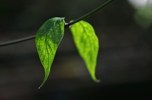 leaf-318667_640