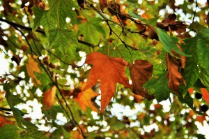 autumn-leaves-341449_1280