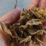 Dead leaves in hand