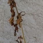 Dead plant