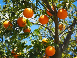 To value our time in oranges